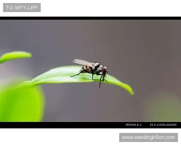 下载问鼎app开启你的游戏新世界，享受极速下载和优质社区互动的极致体验
